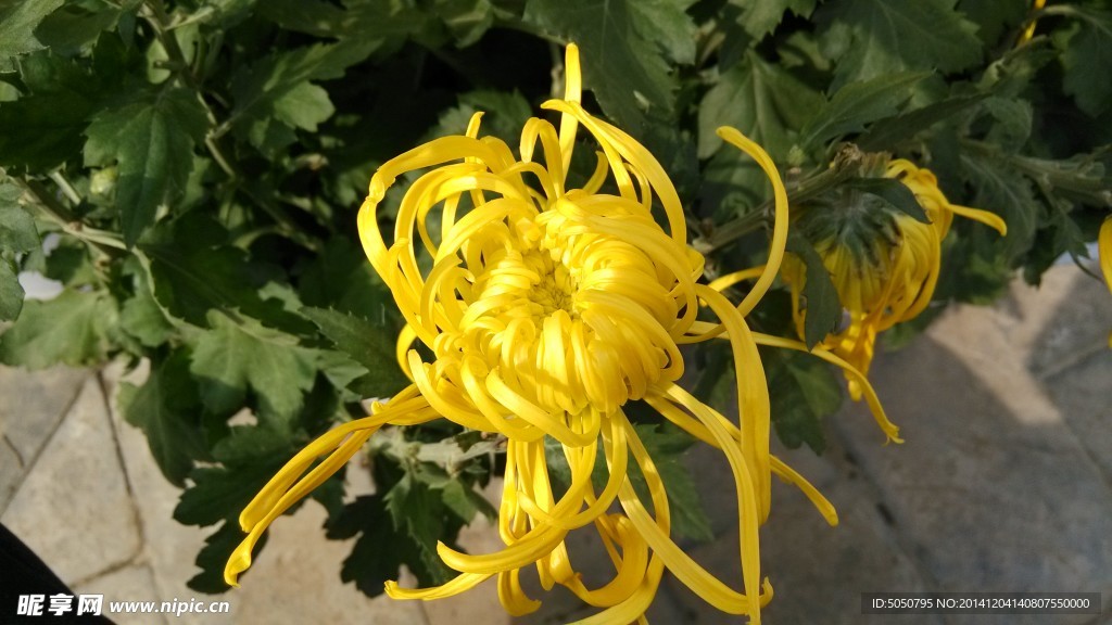 一枝菊花