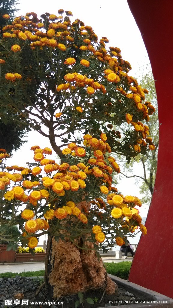 秋菊怒放