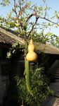 葫芦