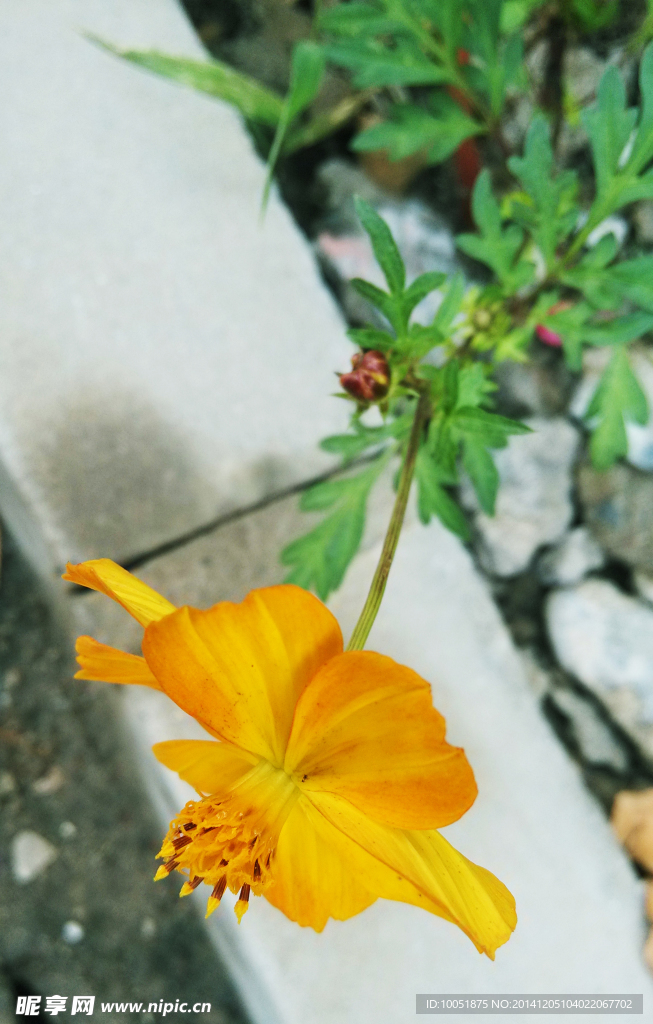 野花