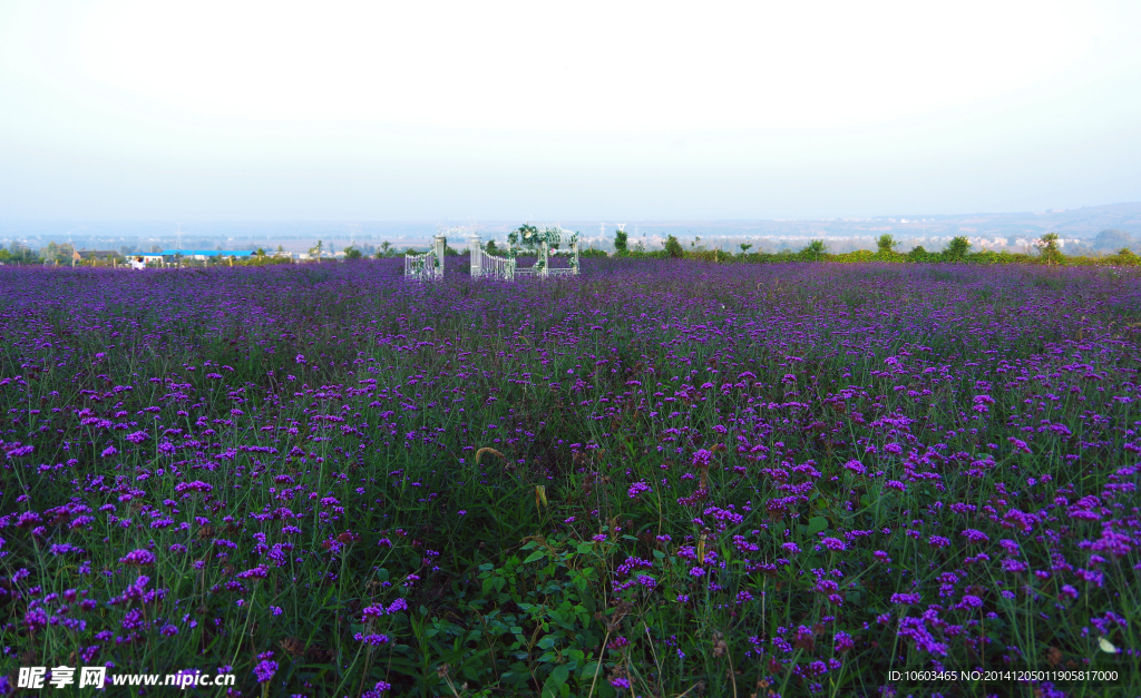 秦岭风光花的海洋