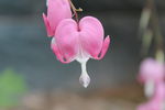 花卉摄影