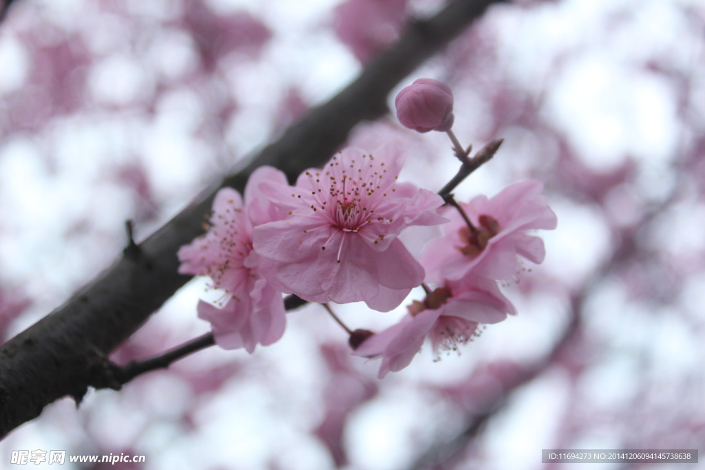 桃花