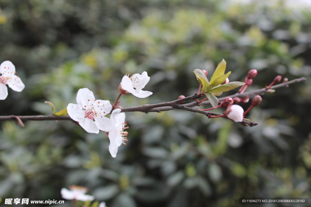 桃花