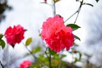 山茶花