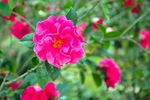 山茶花