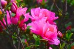 山茶花
