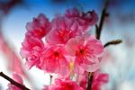 山茶花