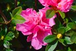 山茶花