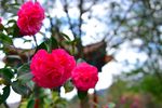 山茶花
