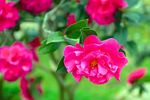 山茶花