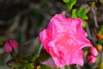 山茶花