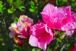 山茶花