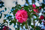 山茶花