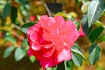 山茶花