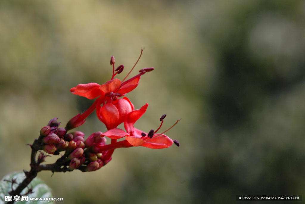 龙吐珠