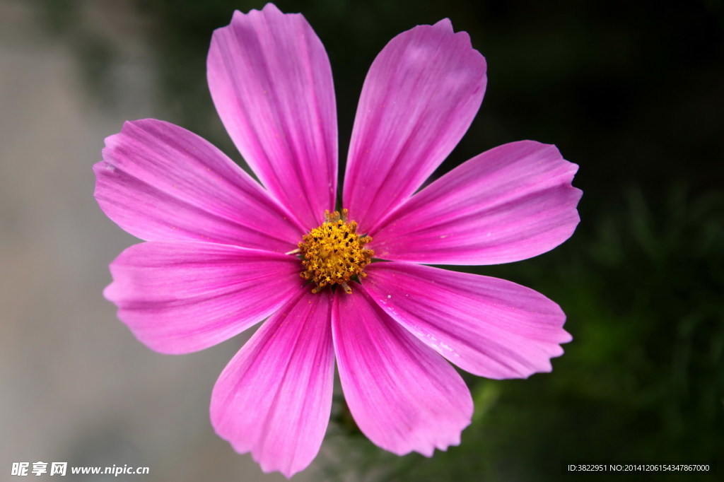 格桑花