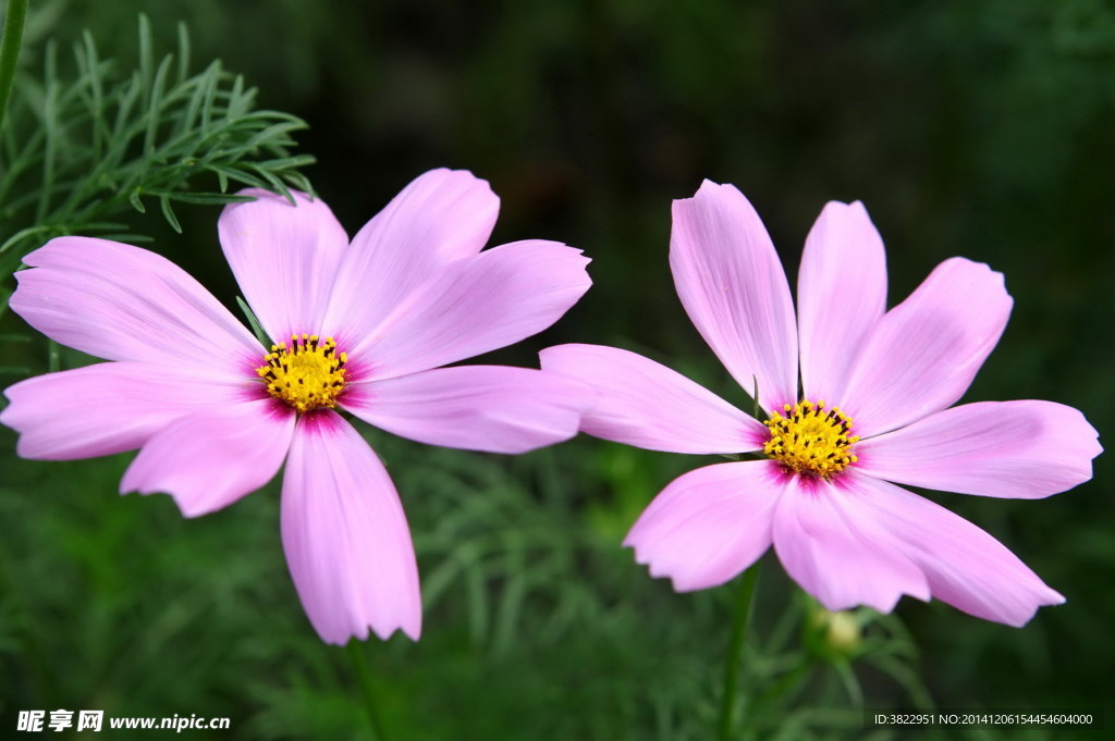 格桑花