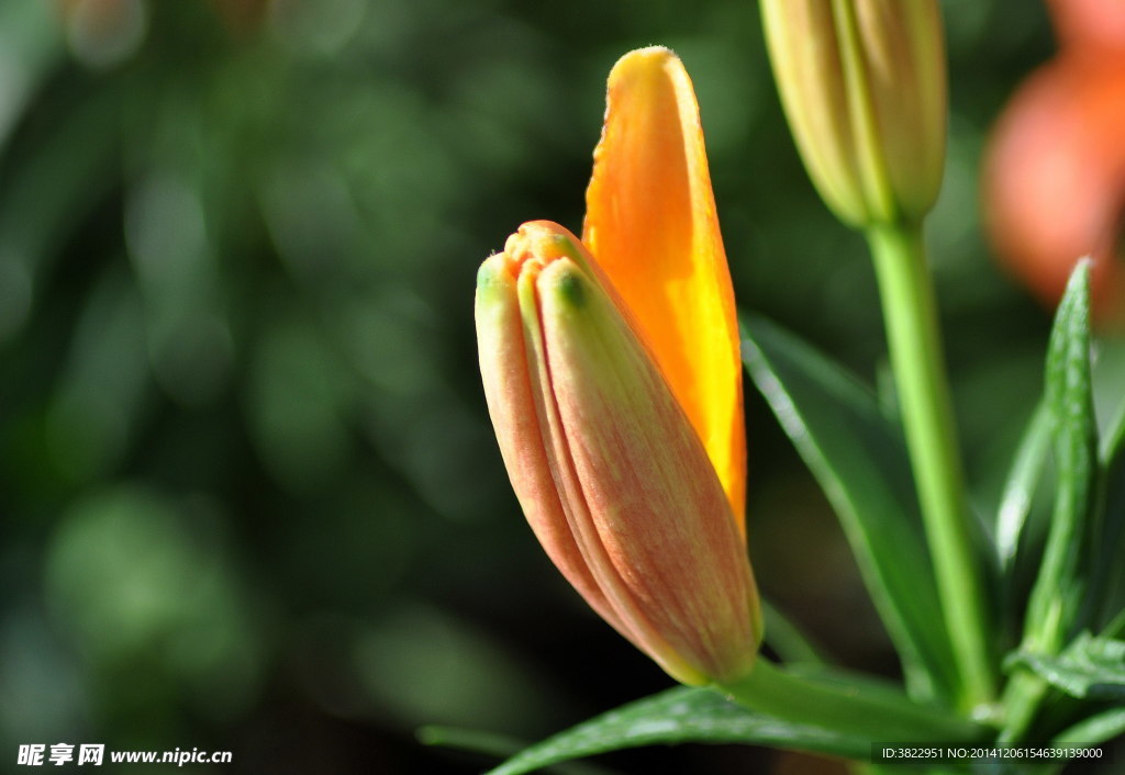 百合花