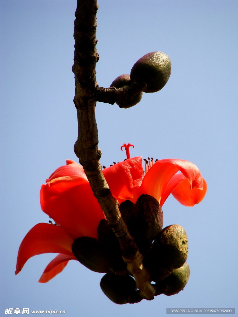 红棉花