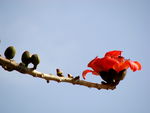 红棉花