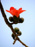 红棉花