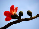 红棉花