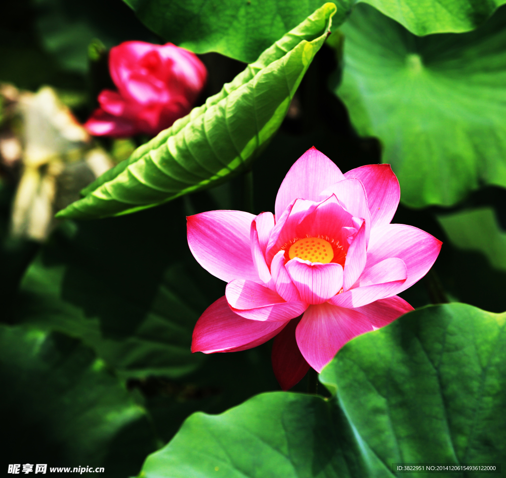 荷花