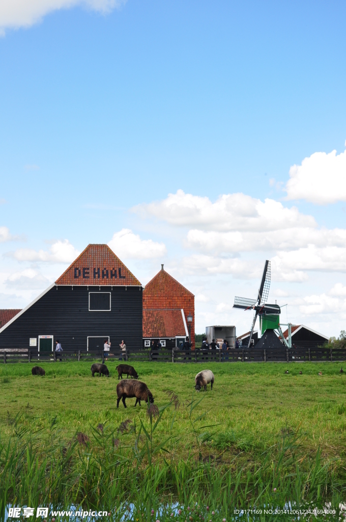 荷兰农场