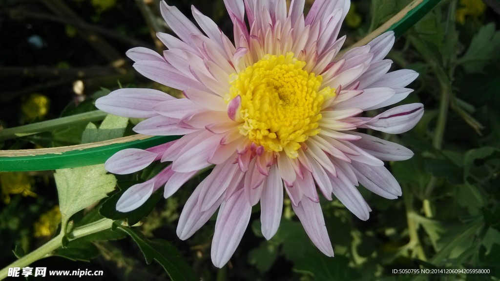 一朵菊花