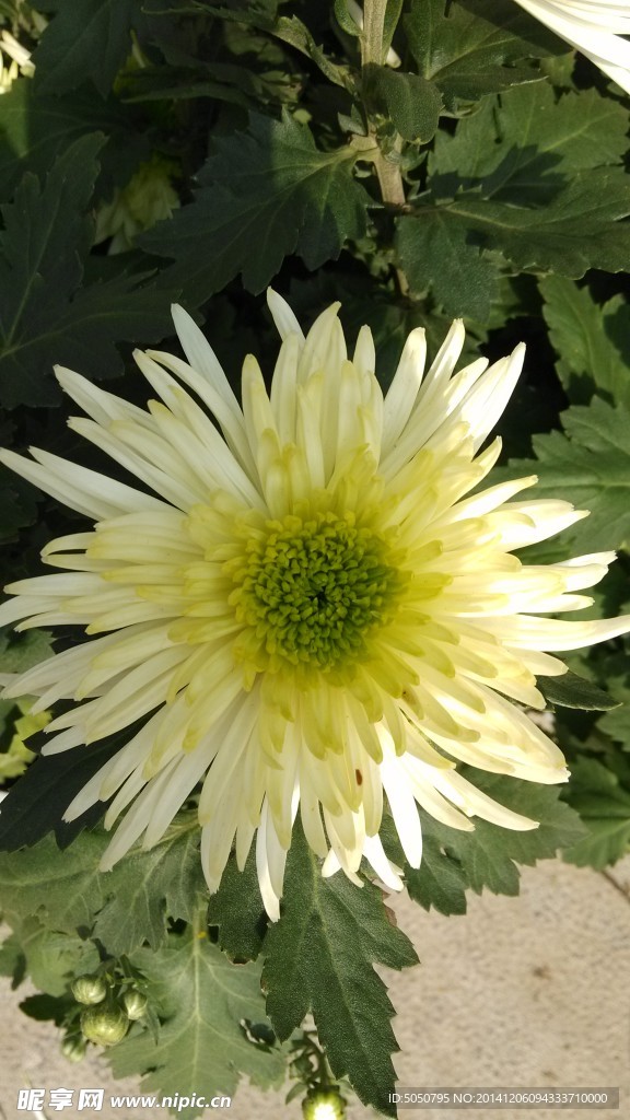 一朵白菊