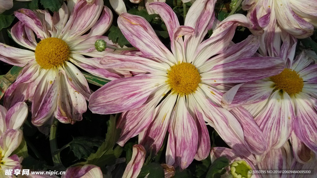 菊花