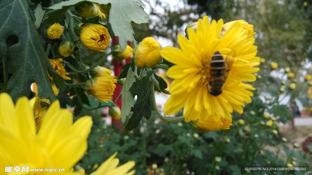 秋菊蜜蜂