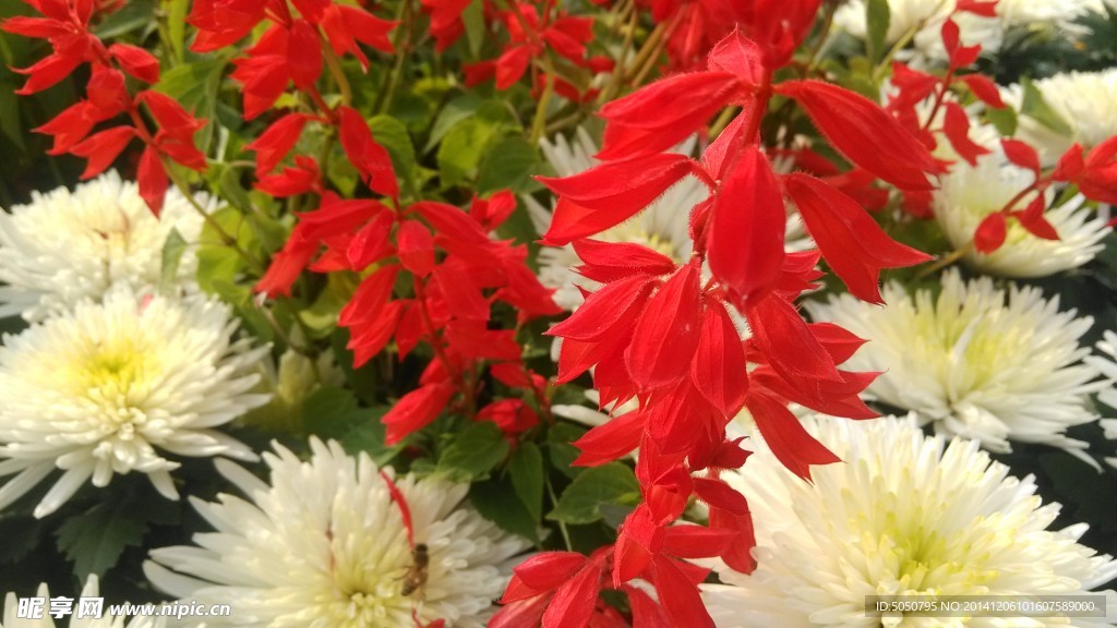 秋菊红花