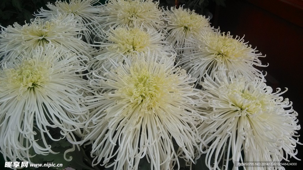 白色秋菊