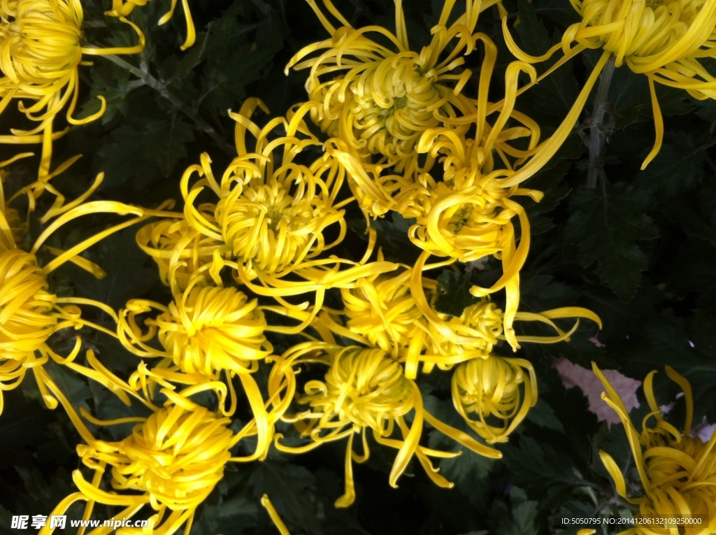 秋菊