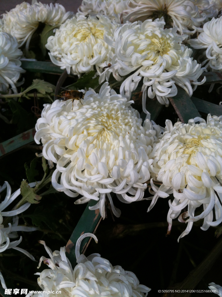 菊花丛