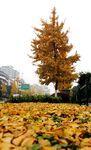 深秋的银杏