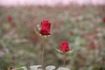 玫瑰花