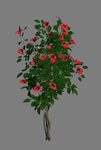 花树3D模型