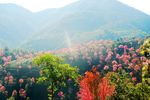 无量山樱花