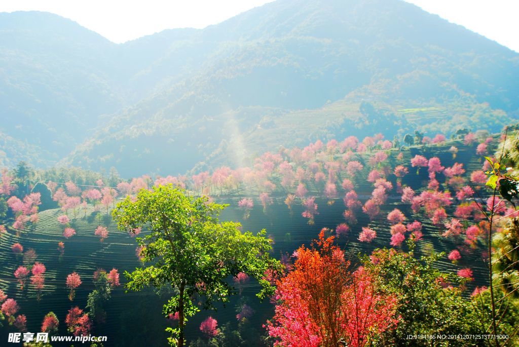 无量山樱花