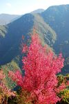 无量山樱花