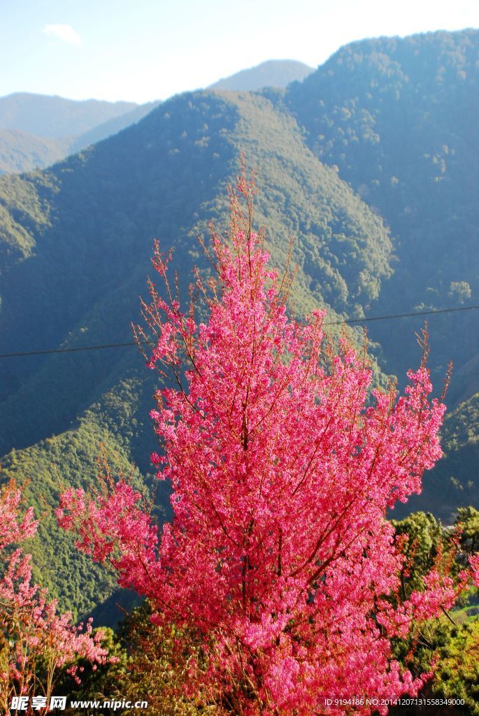 无量山樱花