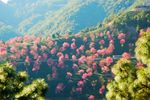 无量山万亩樱花园