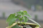 薄荷
