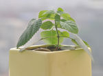 薄荷