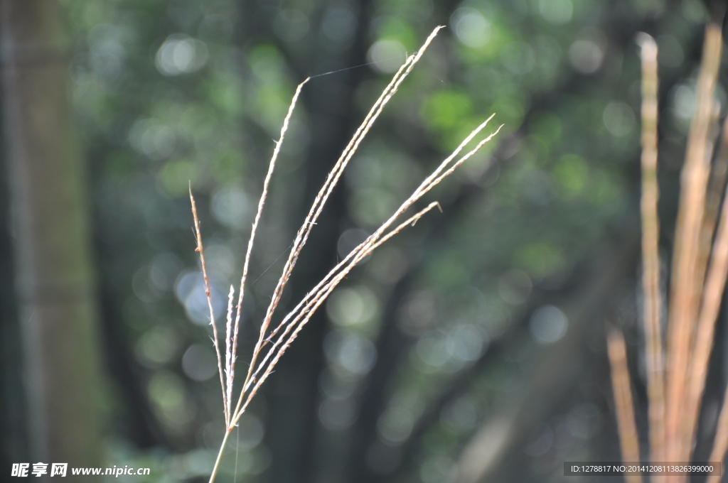 野草