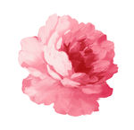 花朵素材