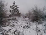 东北的雪
